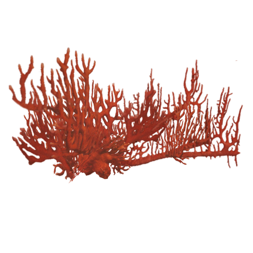 Coral Red File Transparent PNG Image