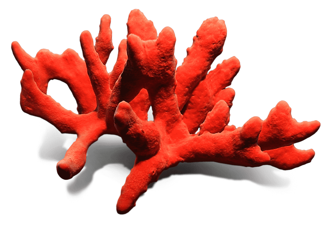 Precious Coral Red Transparent PNG Image