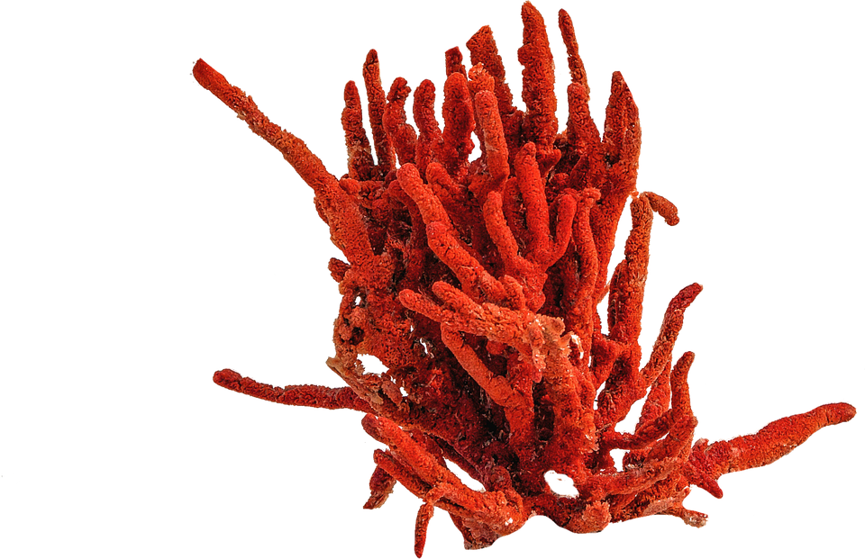 Precious Coral Red Transparent PNG Image