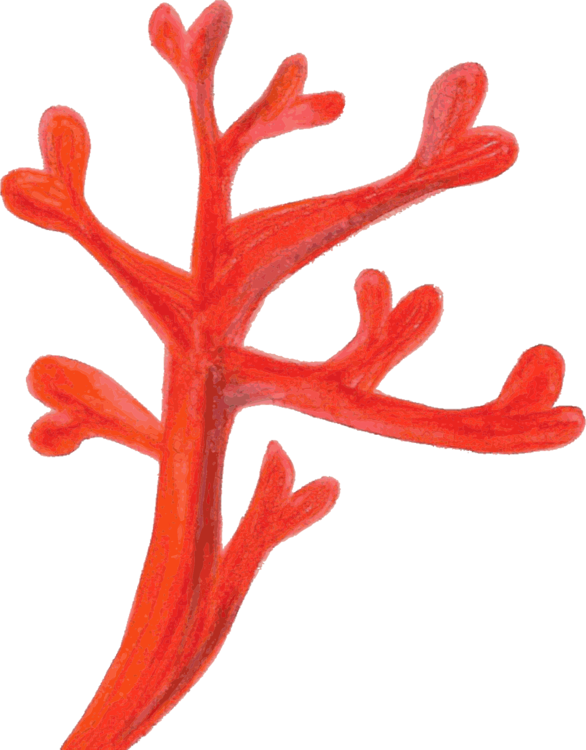 Precious Coral Red Transparent PNG Image