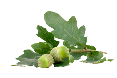 Acorn Acorns Transparent PNG Image