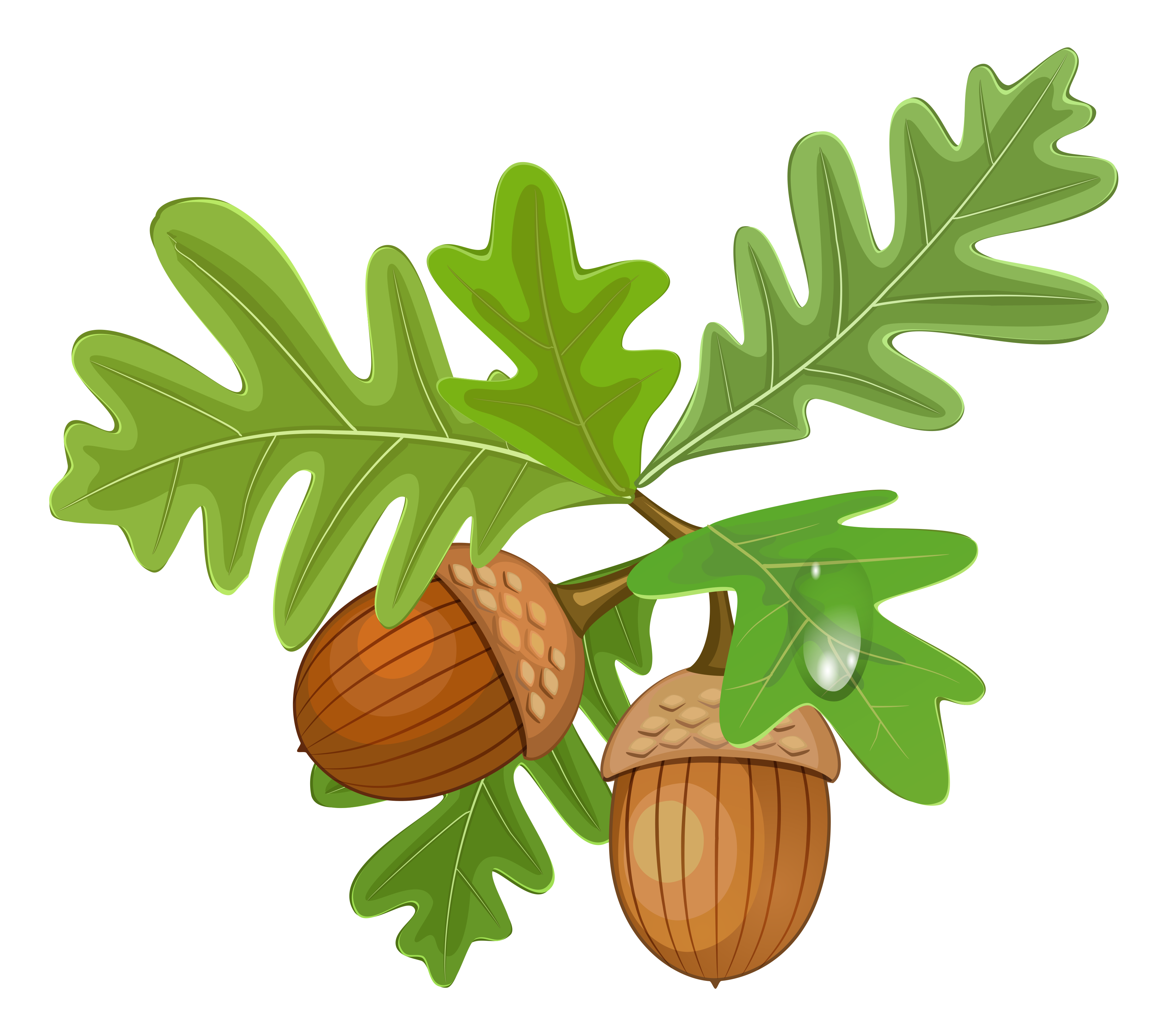 Acorn Transparent PNG Image