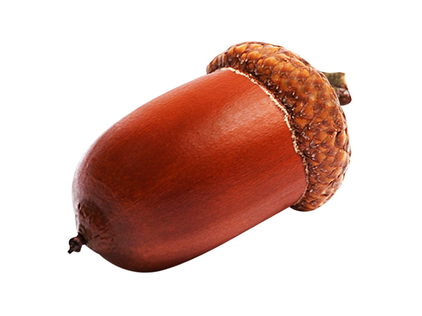 Acorn Transparent PNG Image
