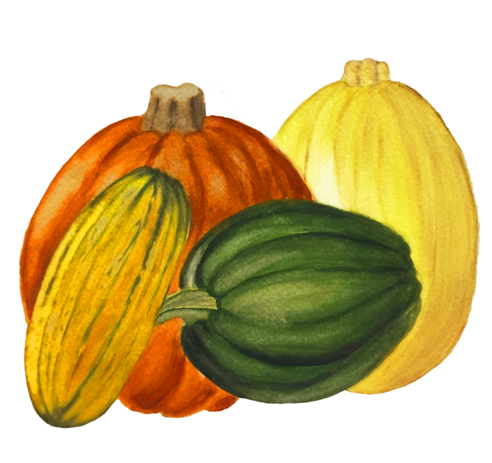 Squash Acorn Transparent PNG Image