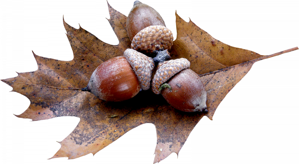 Acorn Transparent PNG Image