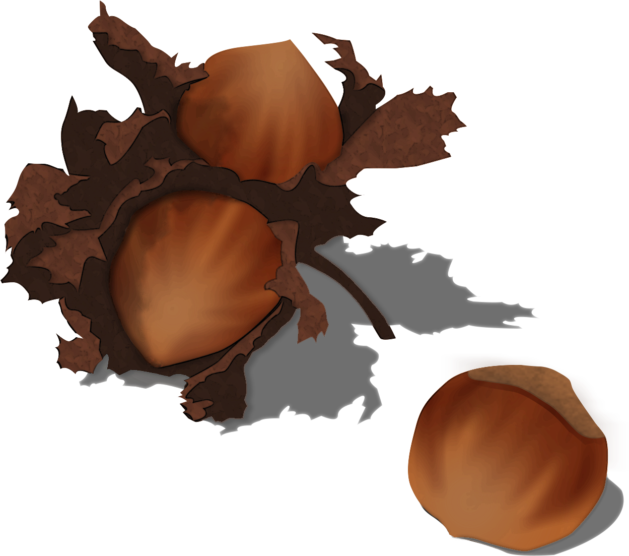 Acorn Transparent PNG Image