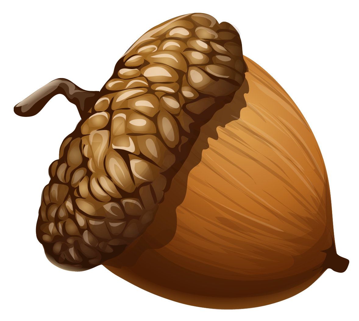 Acorn Transparent PNG Image