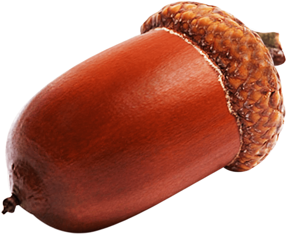 Acorn Transparent PNG Image