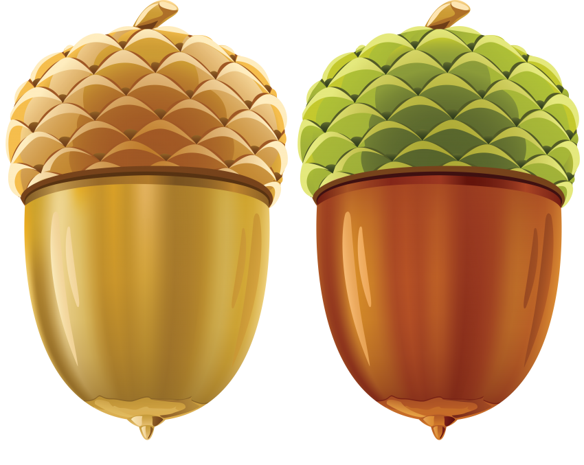 Acorn Transparent PNG Image
