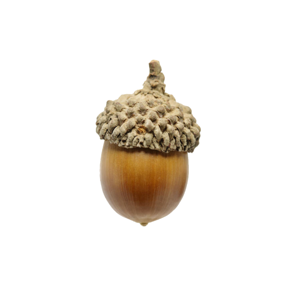 Acorn Transparent PNG Image