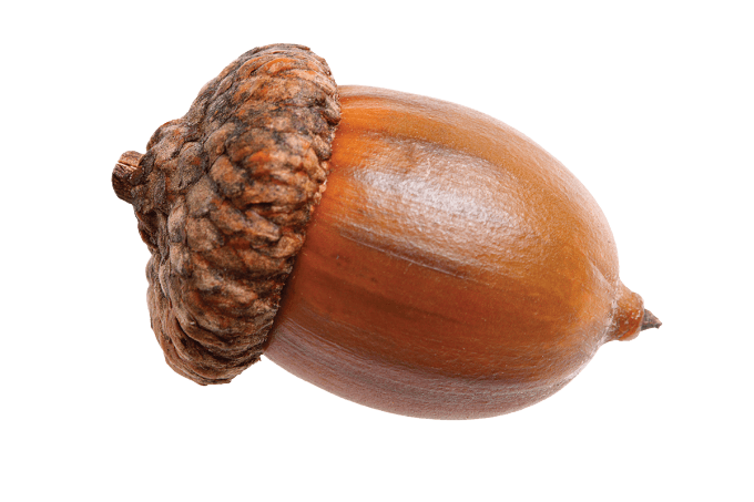Acorn Transparent PNG Image