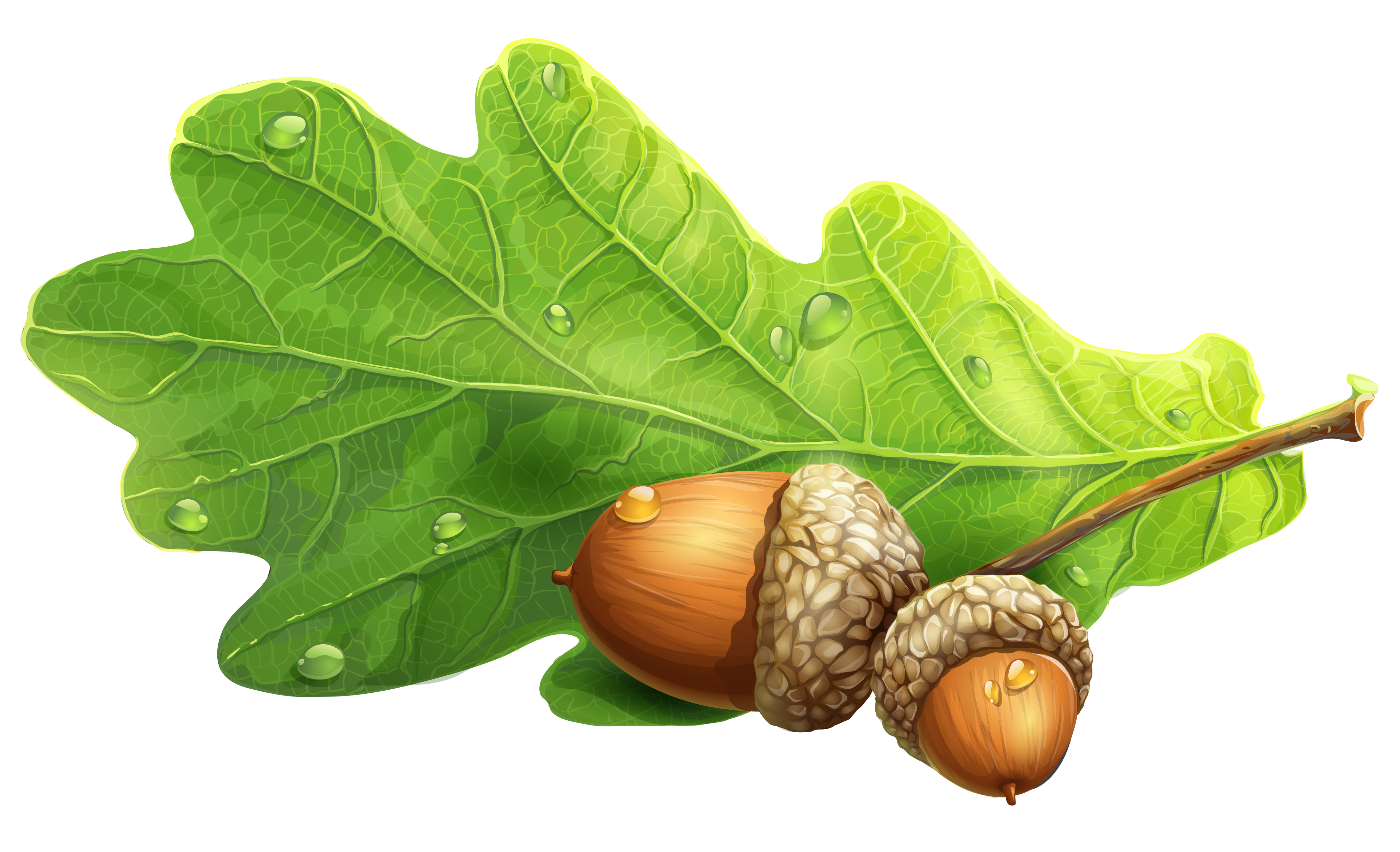 Acorn Transparent PNG Image