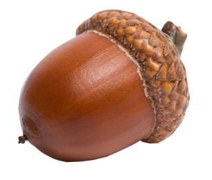 Acorn 9 Transparent PNG Image