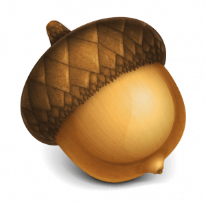 Acorn Acorns Transparent PNG Image