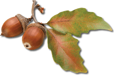 Acorn Acorns Transparent PNG Image