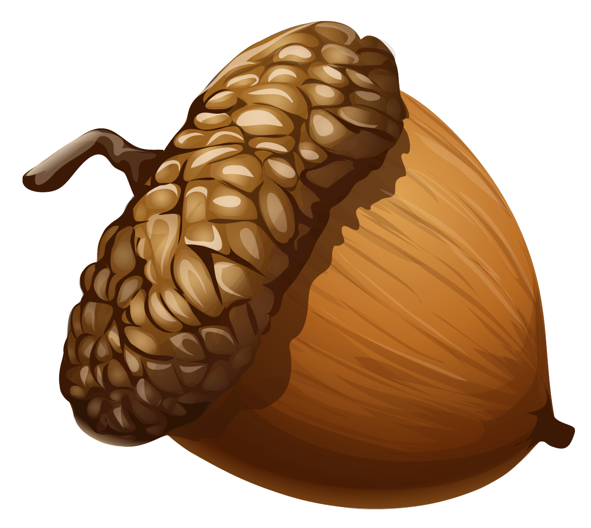 Acorn 5 Transparent PNG Image
