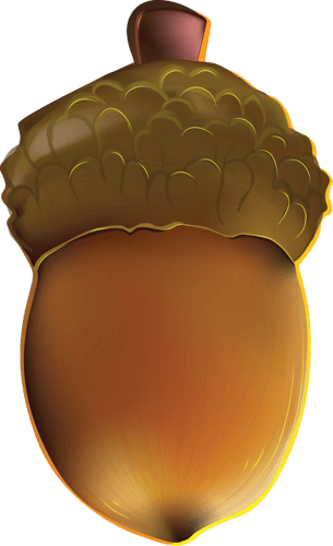 Acorn Acorns Transparent PNG Image