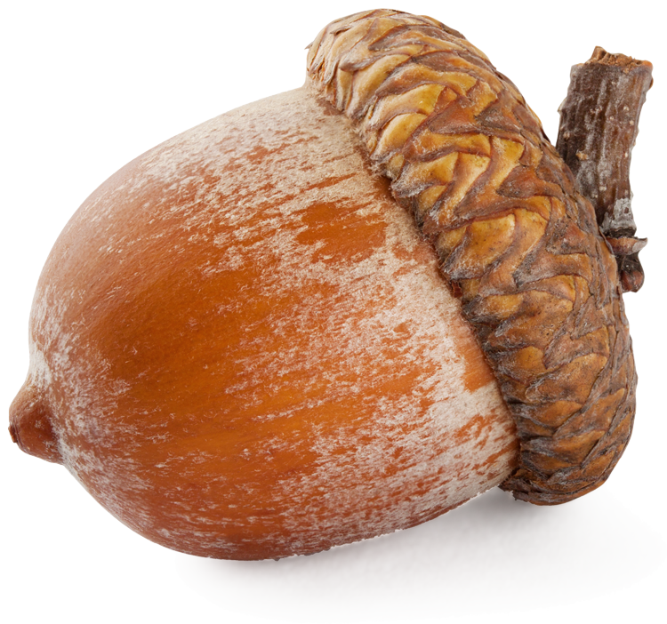 Acorn 3 Transparent PNG Image