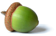 Acorn Acorns Transparent PNG Image
