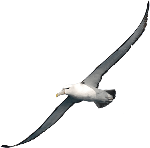 Albatross Transparent PNG Image