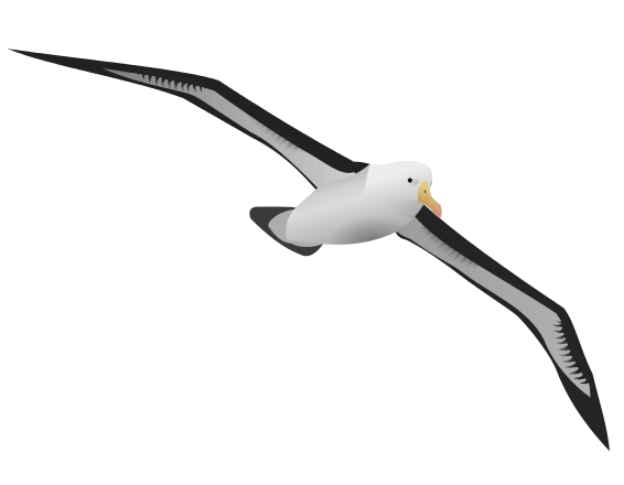 Albatross Transparent PNG Image
