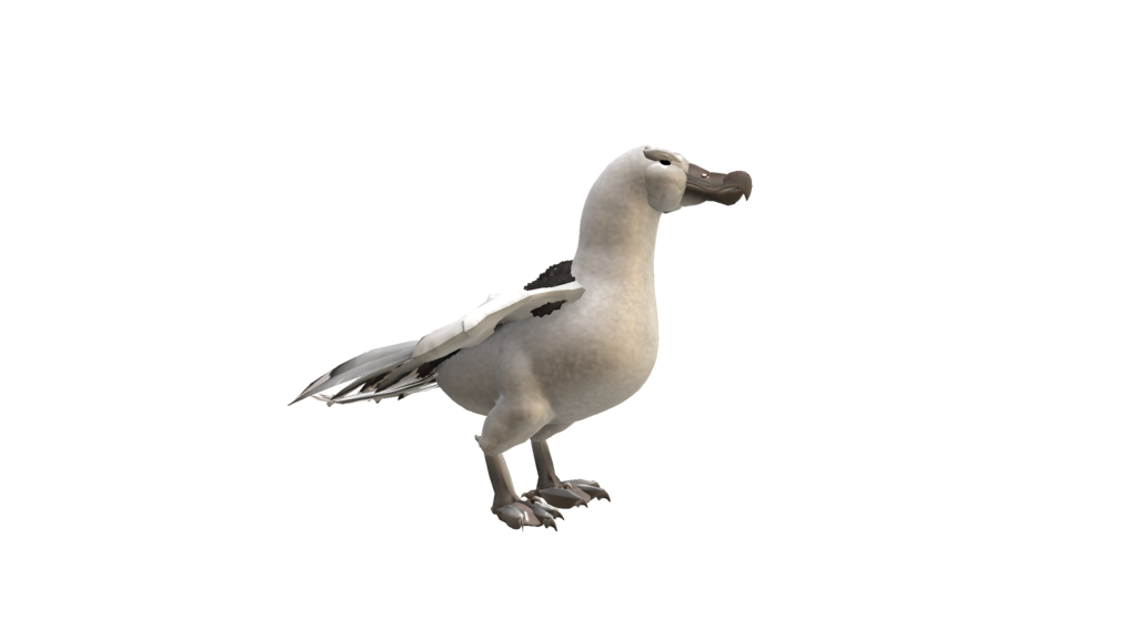 Albatross Transparent PNG Image