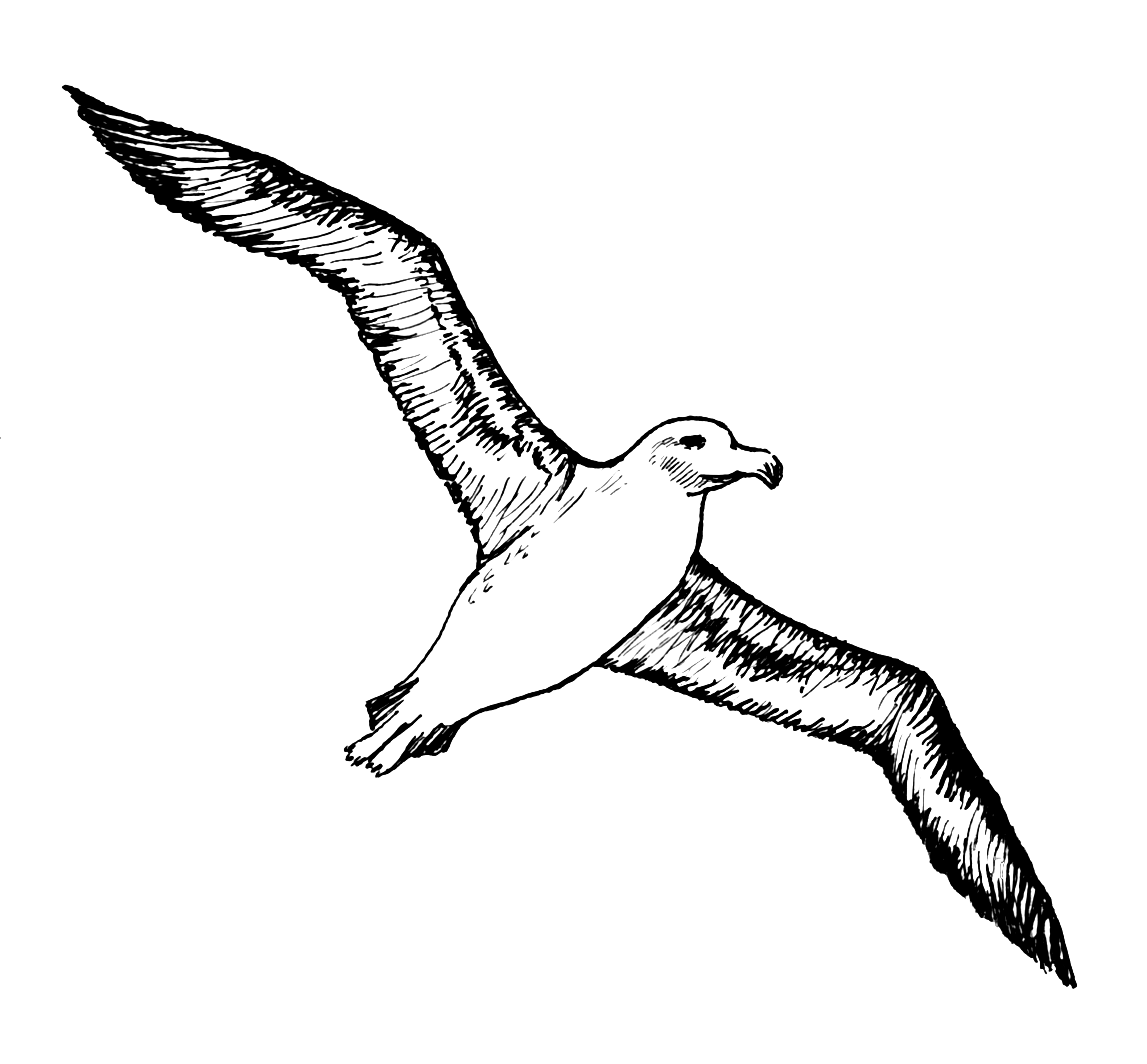 Albatross Transparent PNG Image