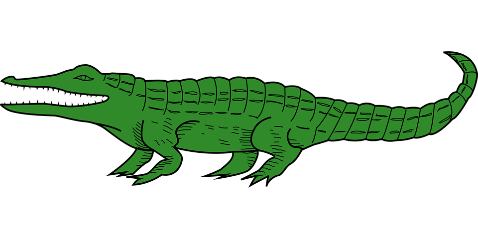 Alligator Vector Transparent PNG Image
