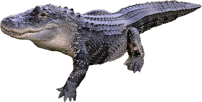 Alligator Transparent PNG Image