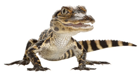 Alligator Transparent PNG Image