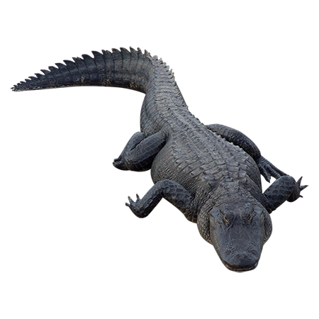 Alligator Transparent PNG Image