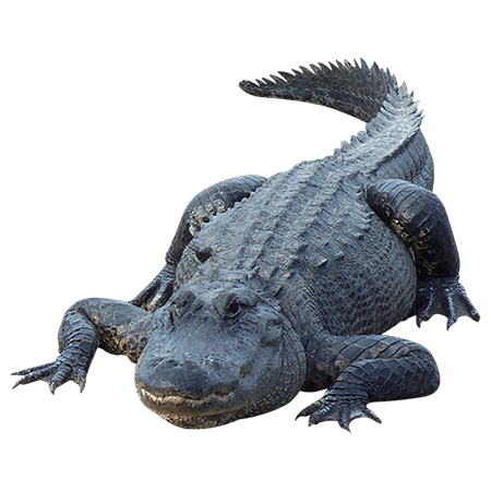 Alligator Transparent PNG Image