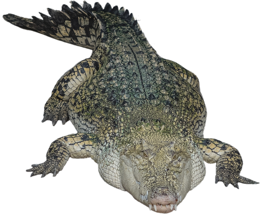 Alligator Transparent PNG Image
