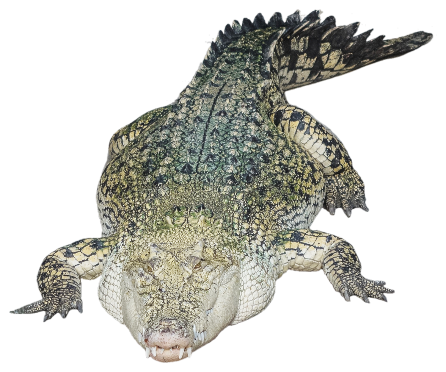 Alligator Transparent PNG Image