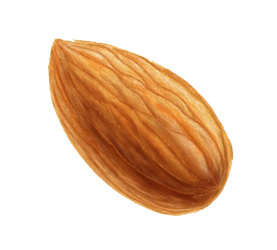 Nut Almond Transparent PNG Image
