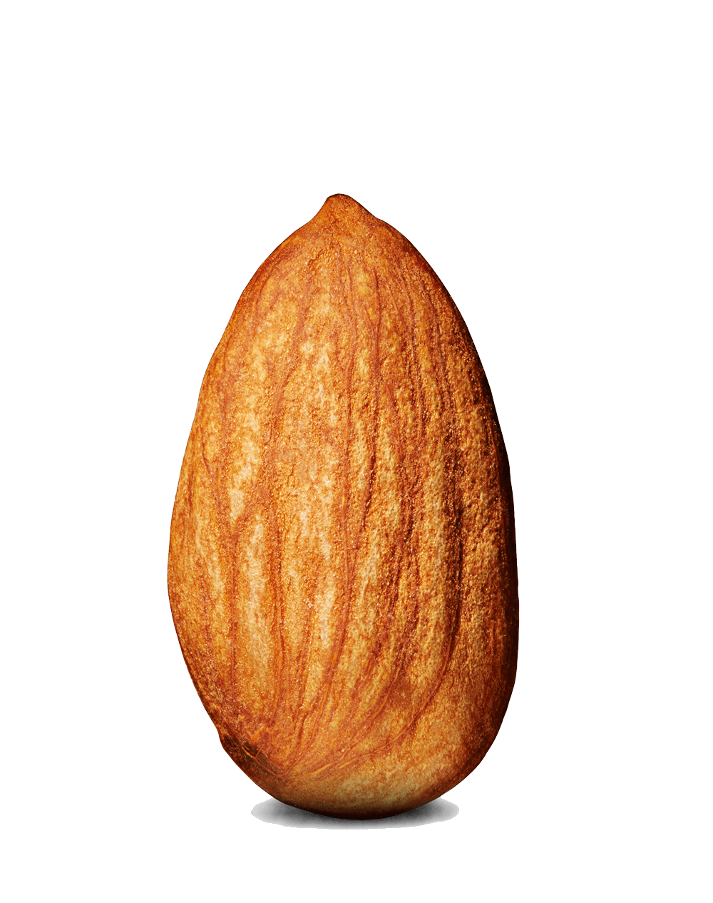 Nut Almond Transparent PNG Image