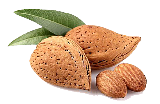 Almond Transparent PNG Image