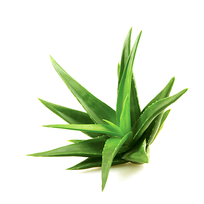 Aloe Transparent PNG Image