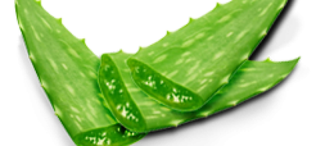 Aloe Transparent PNG Image