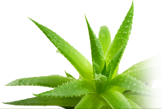 Aloe Transparent PNG Image