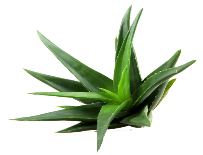 Aloe Transparent PNG Image