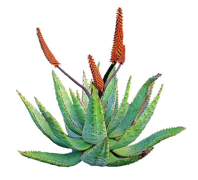Aloe Transparent PNG Image