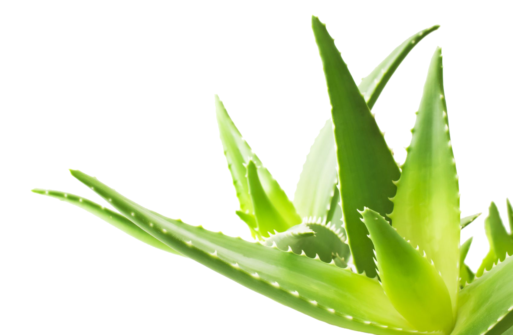Aloe Transparent PNG Image