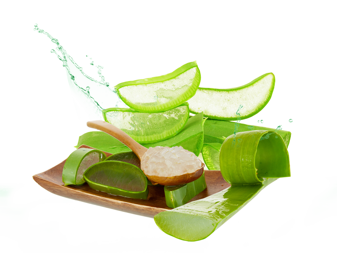 Aloe Transparent PNG Image