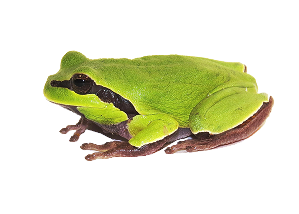 Amphibian Transparent PNG Image