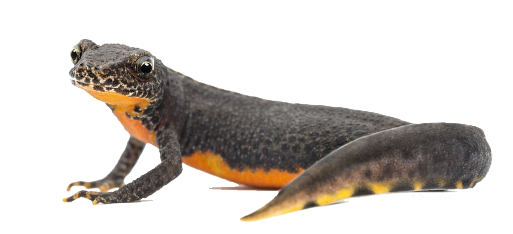 Amphibian Transparent PNG Image