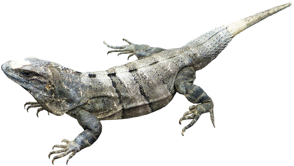 Amphibian Transparent PNG Image