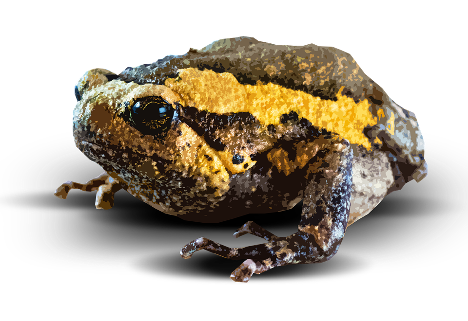 Amphibian Transparent PNG Image