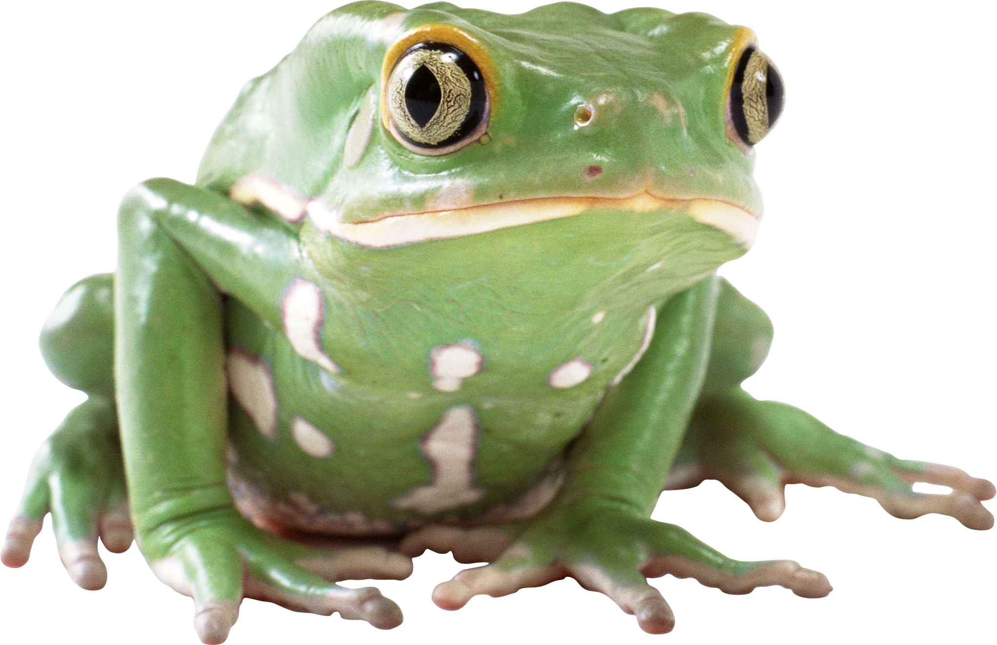 Amphibian Background Transparent PNG Image