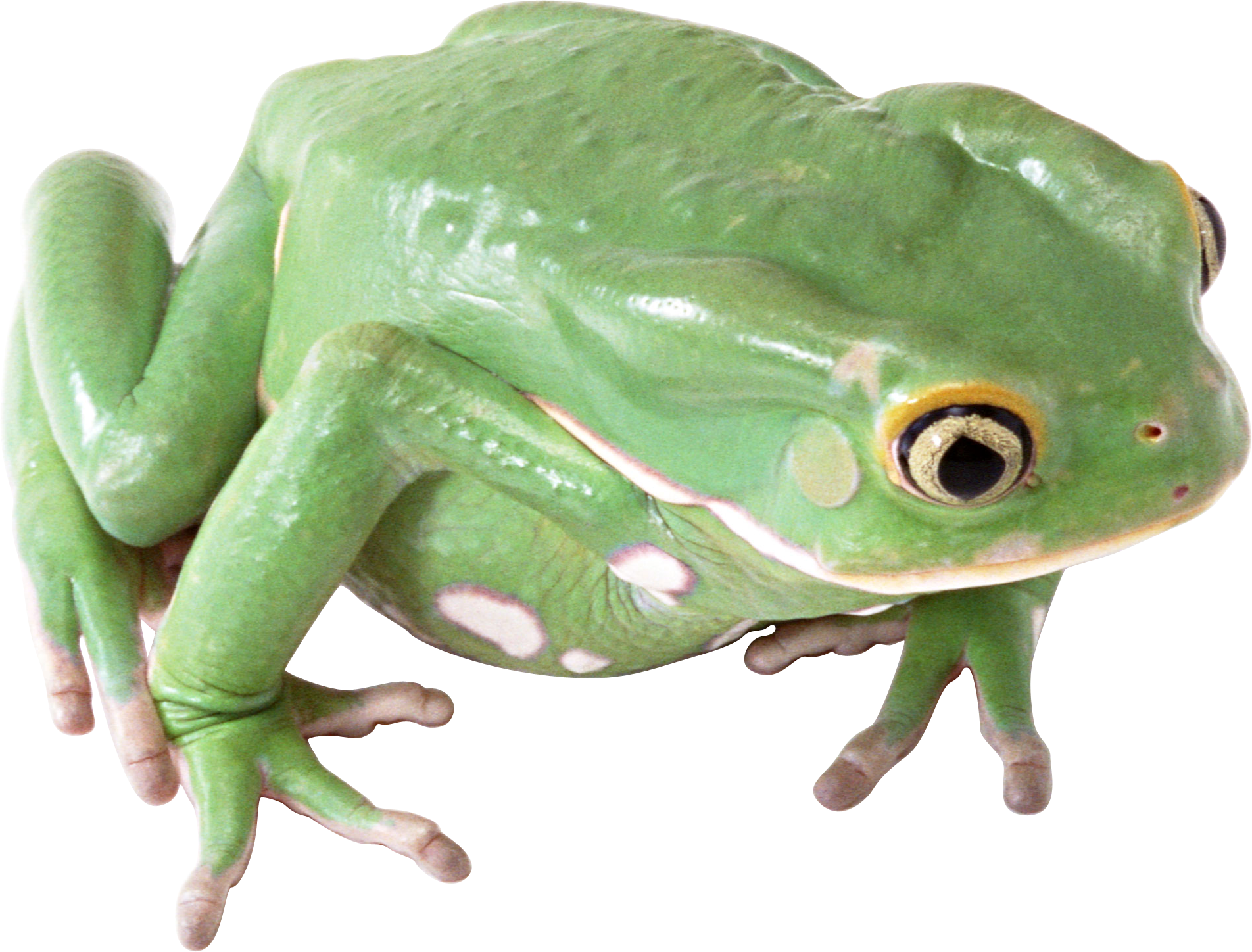 Amphibian Transparent PNG Image